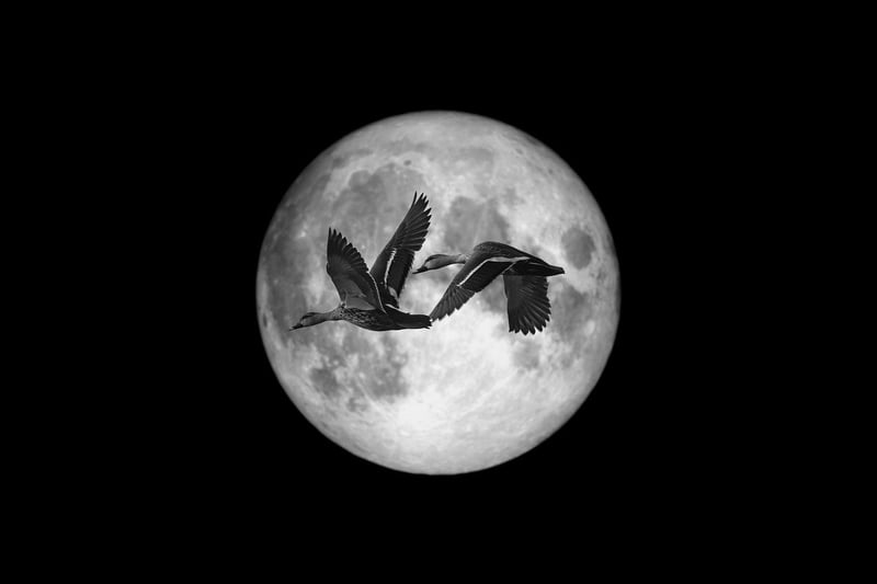 Moonlit Escapes